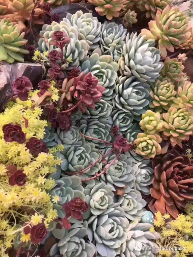 养了一年多的多肉没啥变化说说,养了几年的多肉快要全军覆没了