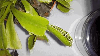 捕蝇草的一些知识,捕蝇草到底应该怎么养