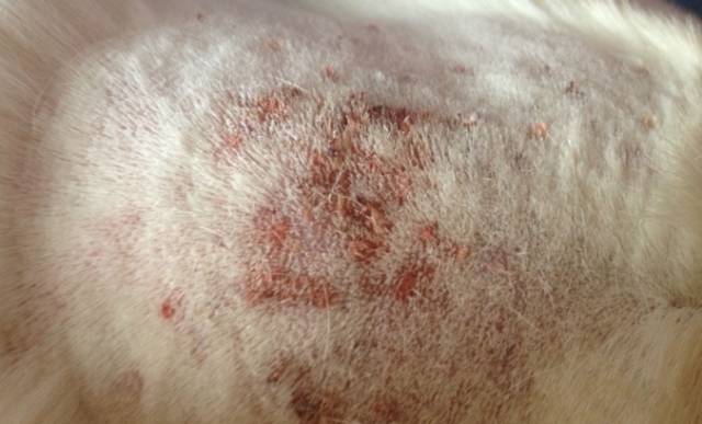 宠物皮肤病怎么治疗最有效,宠物医院如何治疗宠物皮肤病