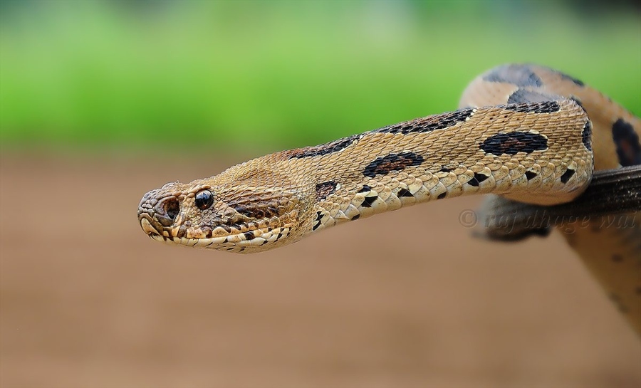 紫禁城宫女,紫禁城宫女生活真实影像