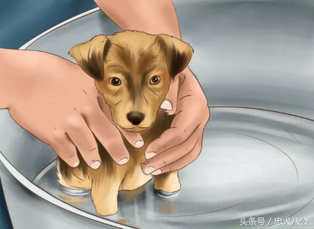 训练狗狗看其他狗不激动,训练狗狗眼睛看着我