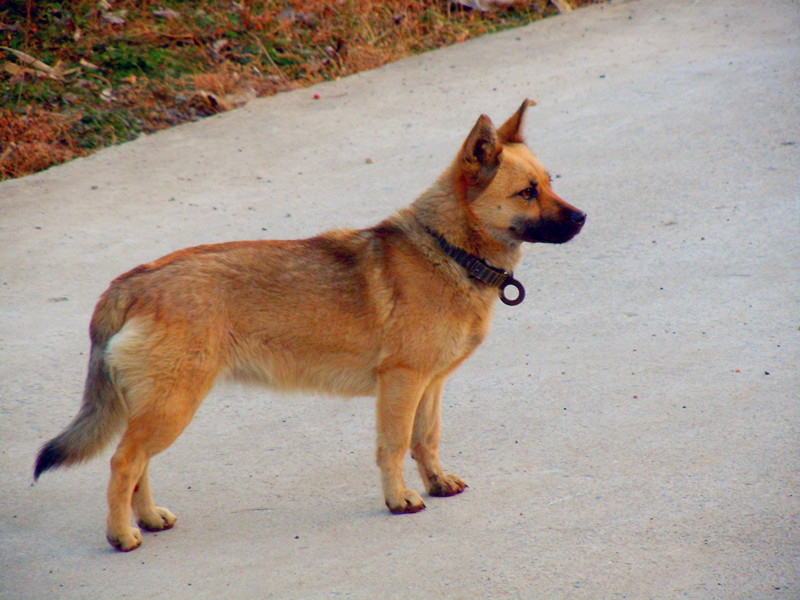 比较贵的狗狗都有哪些,各类狗狗图片品种价格