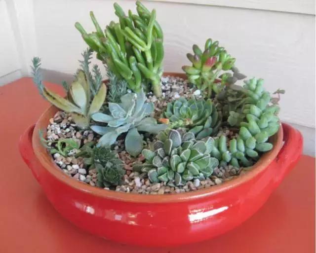 晒伤后的多肉能用芦荟修复吗,多肉从室内搬到室外被晒伤