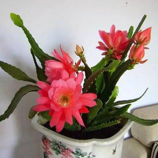 令箭荷花怎么养才能长得粗壮,令箭荷花怎样养才能长得茂盛