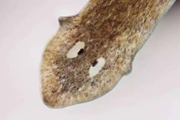 色盲也是超能力？英国专招色盲做夜间侦察兵