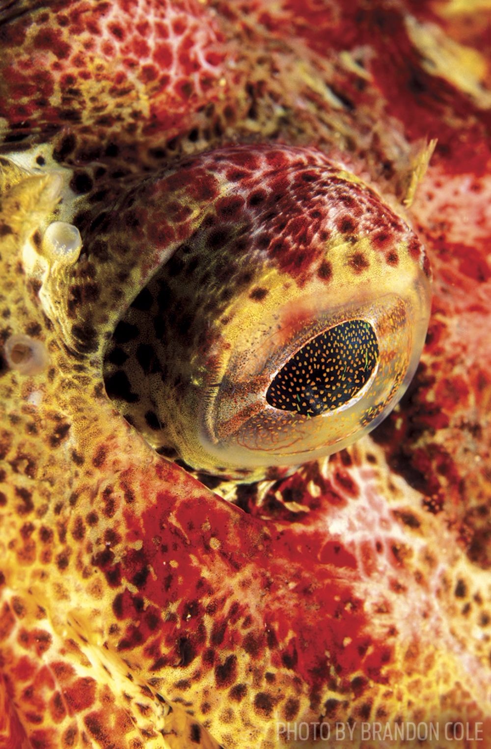 鎽勫奖鐪肩潧鑱氱劍,鐪肩潧鎷嶇殑鐓х墖鍜岀浉鏈烘媿鐓х殑鎰忎箟