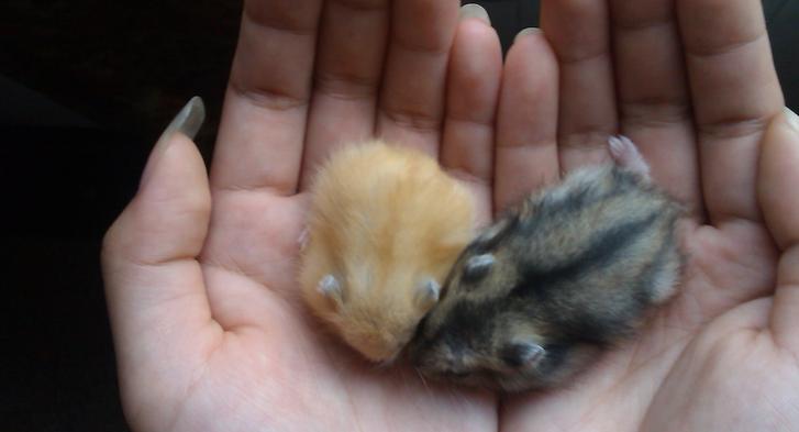 仓鼠骨折怎么养好得快,仓鼠骨折了怎么救助