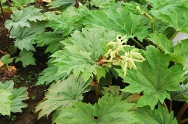 跟我识中药|荡涤肠胃、推陈致新的千古“将军”——大黄