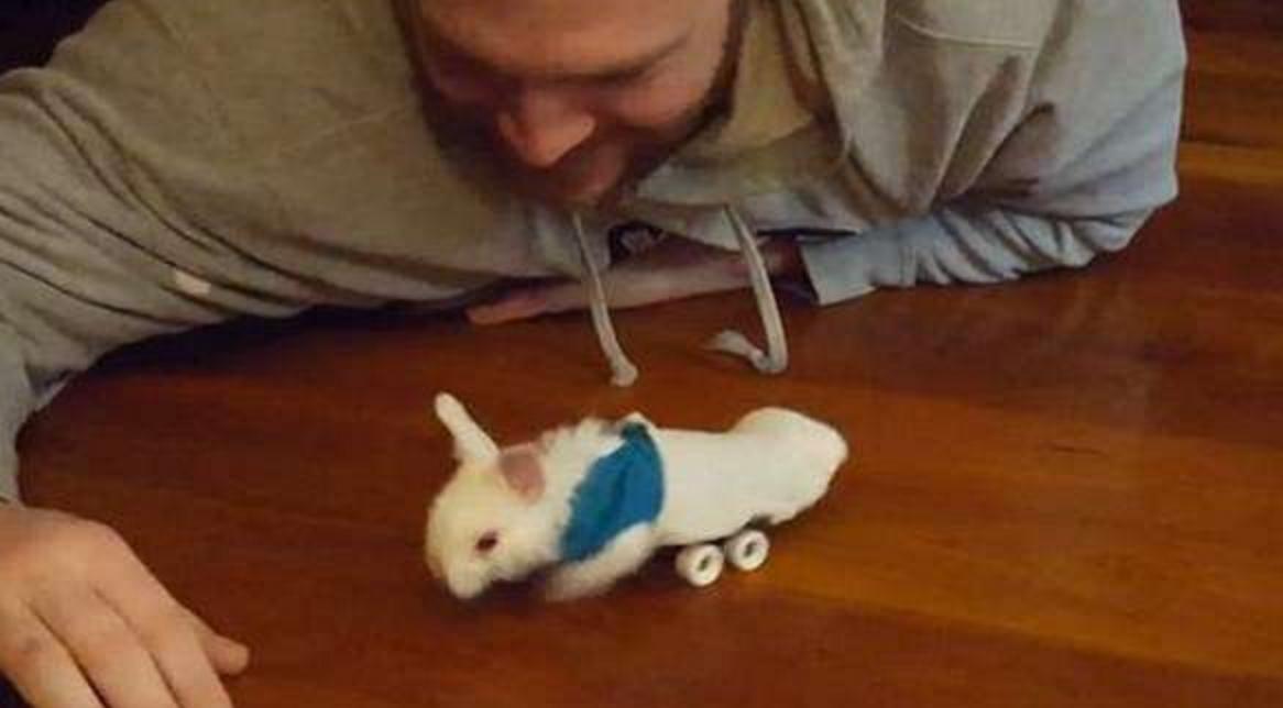 他救了这只小兔子时发现它下身已瘫痪,苦思之下想出一个绝妙方法