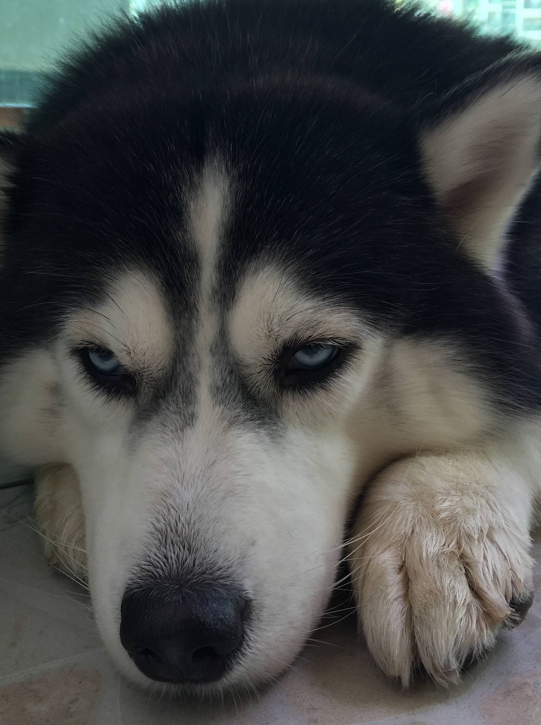 二哈偷吃被揍,二哈偷吃被卡住