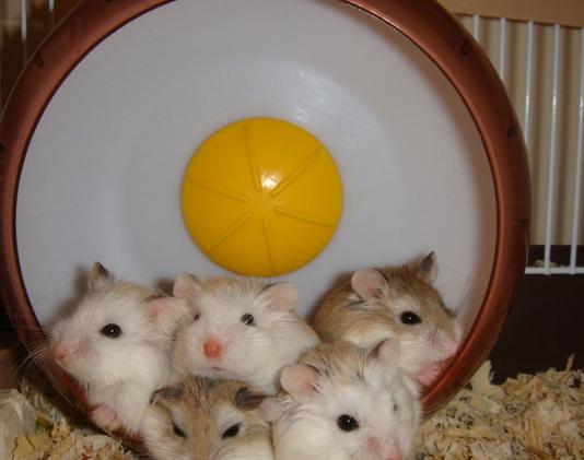 仓鼠骨折怎么养好得快,仓鼠骨折了怎么救助