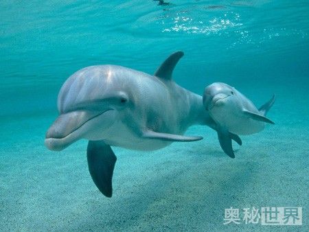 动物是怎么睡觉的教学,动物怎样睡觉的图片