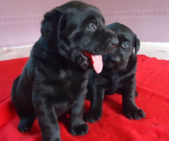 拉布拉多幼犬多少钱一只正宗的,拉布拉多正宗幼犬价格多少钱一只