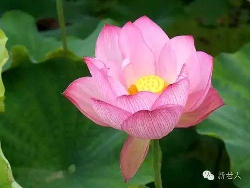 全国56个市花图片,中国各市市花集中图