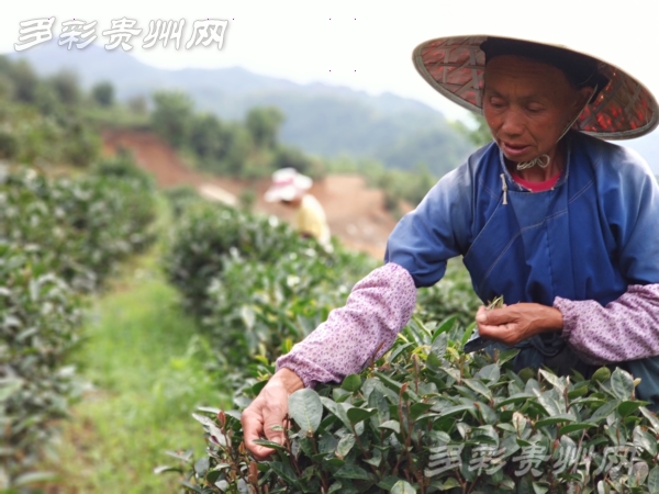 尝试中取意平凡中创新看一个极贫乡镇的蜕变之道