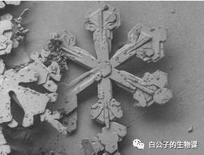 300倍显微镜能观察什么,什么东西可以通过显微镜来观察