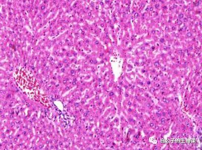 300倍显微镜能观察什么,什么东西可以通过显微镜来观察