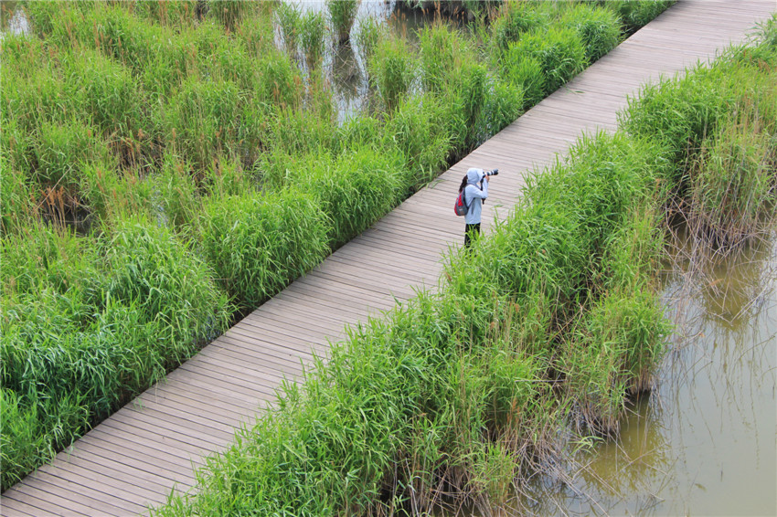你不曾来过原唱完整版,曹妃甸美景