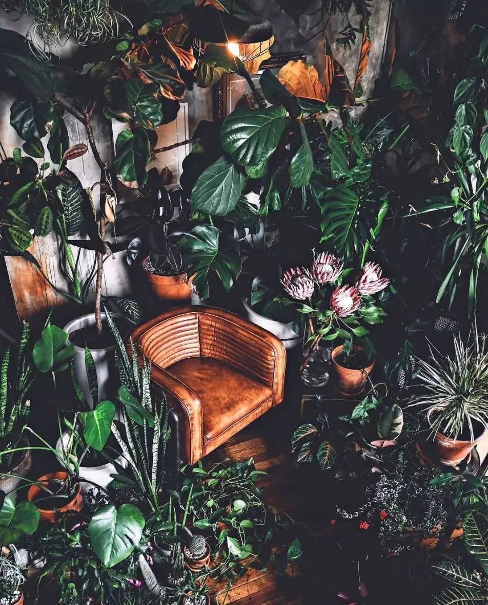 卖的最好的植物店,植物店能买到哪些植物