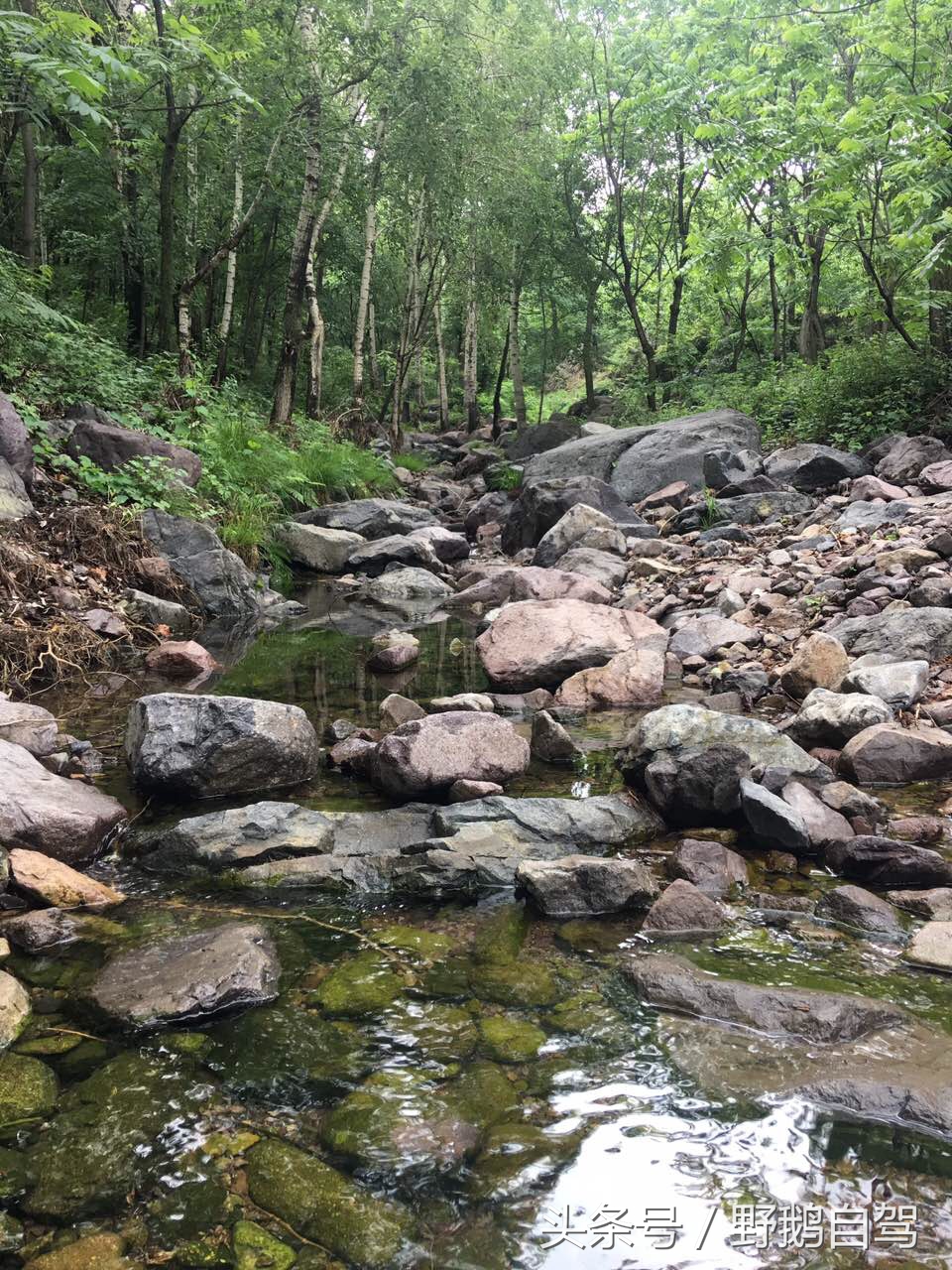 野鹅自驾：一个小泉眼，却养活了整个村子，冒出的气泡酷似珍珠！