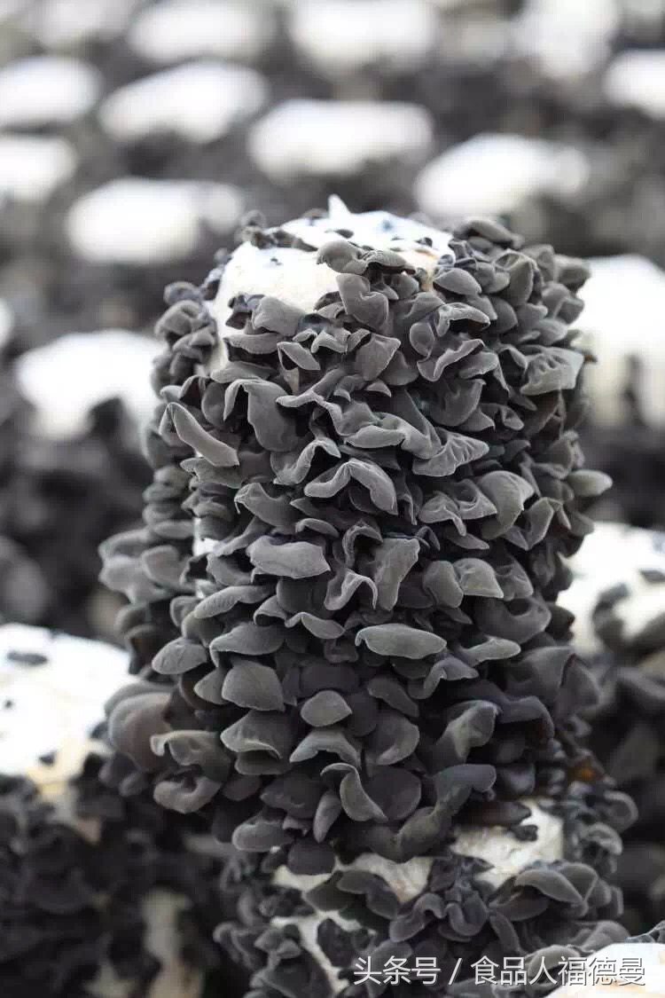 最好黑木耳是什么木耳,什么样的黑木耳才是好木耳