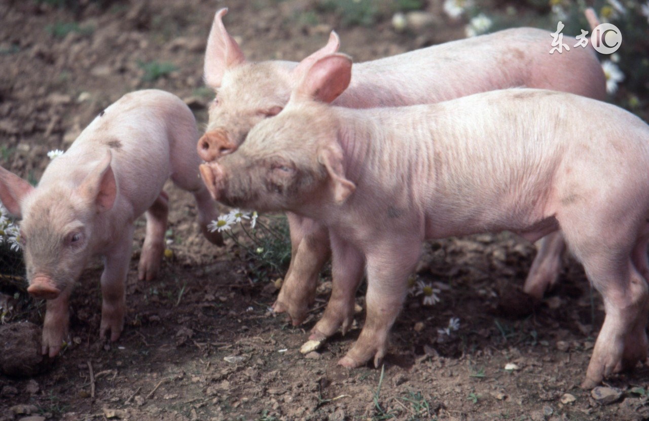 仔猪红痢发病图片,仔猪胀肚拉稀怎么治疗