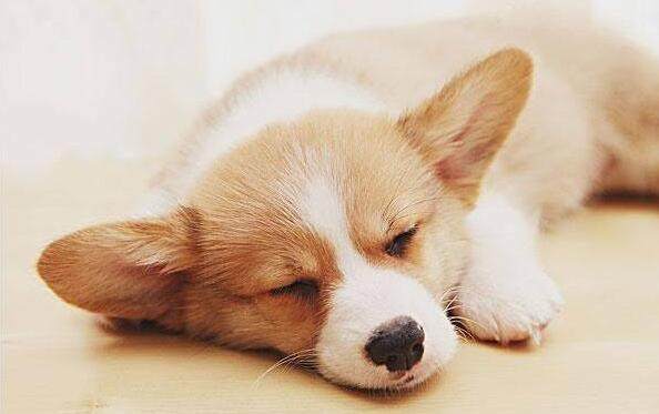 狗狗价格表又便宜又好养,宠物市场狗狗的价格