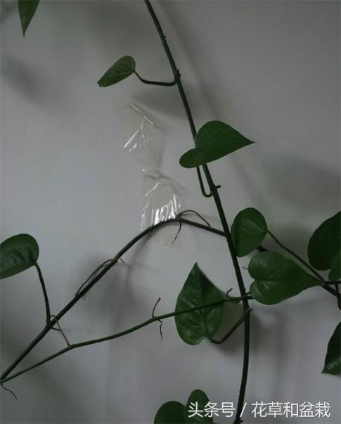 绿萝怎么养才能快速爬墙,盆栽绿萝怎么爬墙