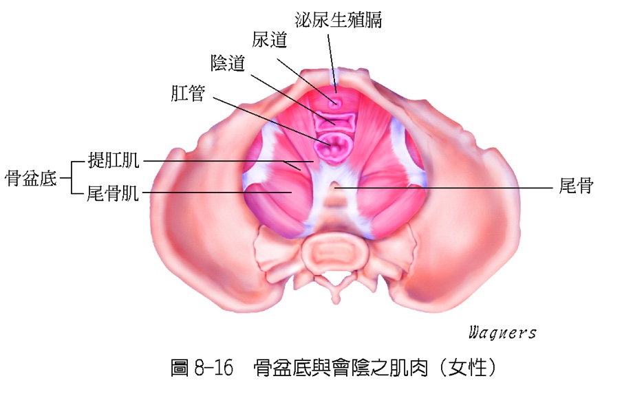 多年产后盆底肌怎么修复训练,怎样锻炼盆底肌产后恢复