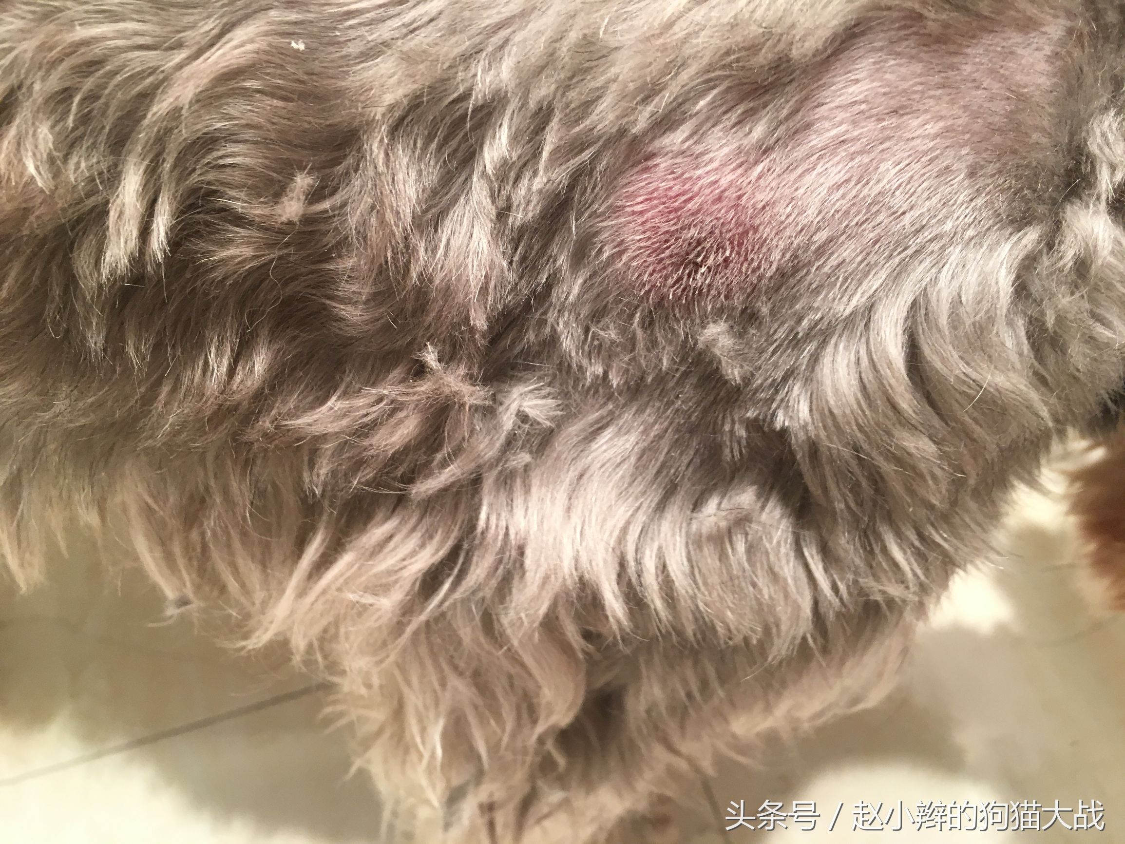 临夏狗剪毛,临夏宠物修毛