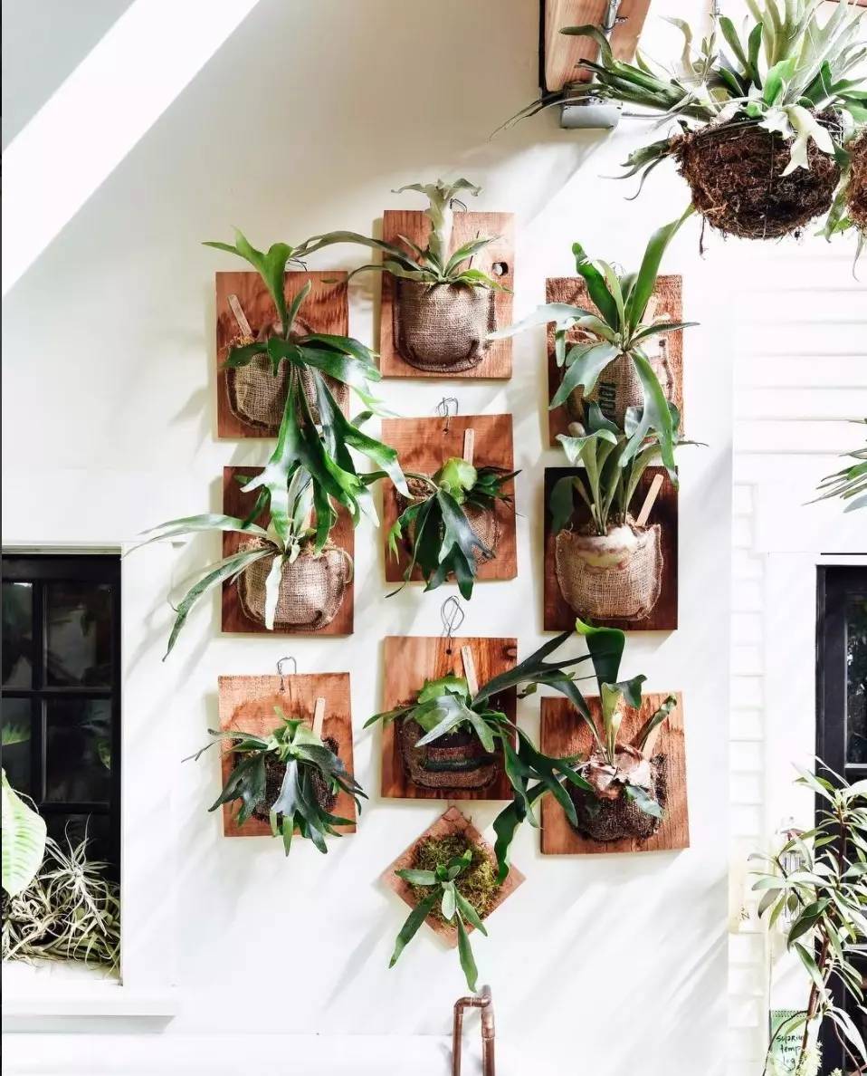 卖的最好的植物店,植物店能买到哪些植物