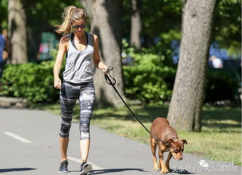 宠物狗被小车撞怎么理赔,开车撞了宠物狗怎么办如何理赔