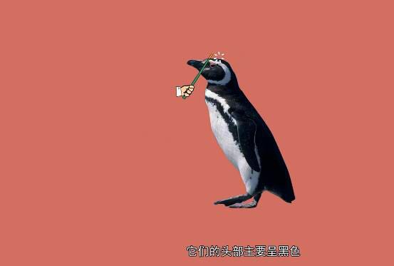 重庆欢乐海底世界儿童节门票,重庆欢乐海底世界海洋馆价格