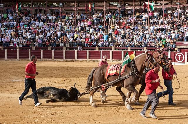新西兰西班牙斗牛,西班牙杀斗牛