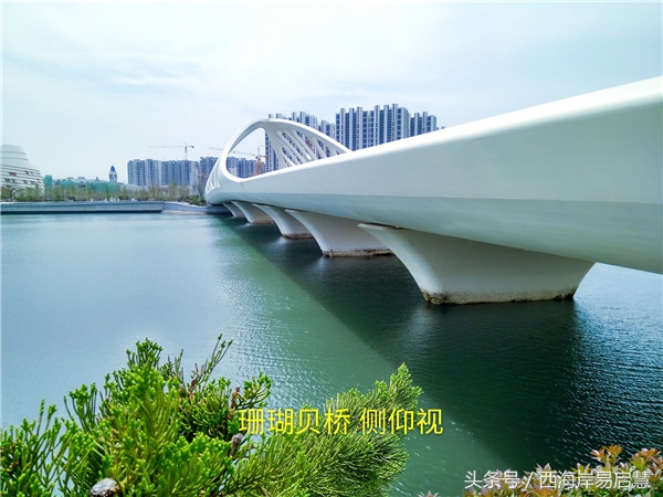 大美青岛之珊瑚贝桥,高清青岛珊瑚贝桥夜景