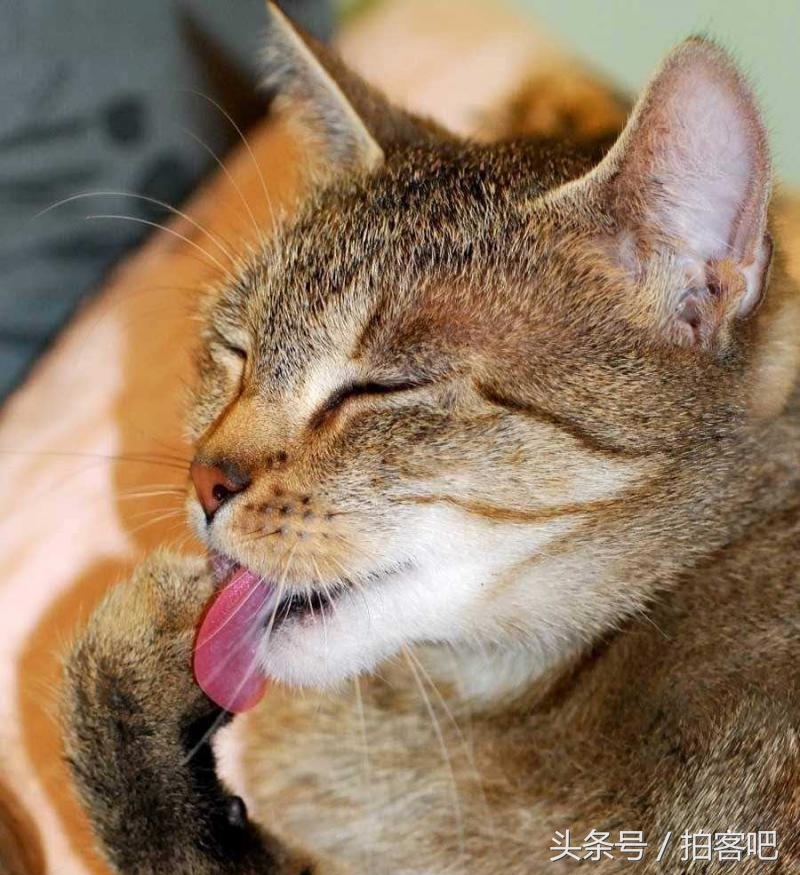 喵星人和谐相处,喵星人为什么会乱撒尿