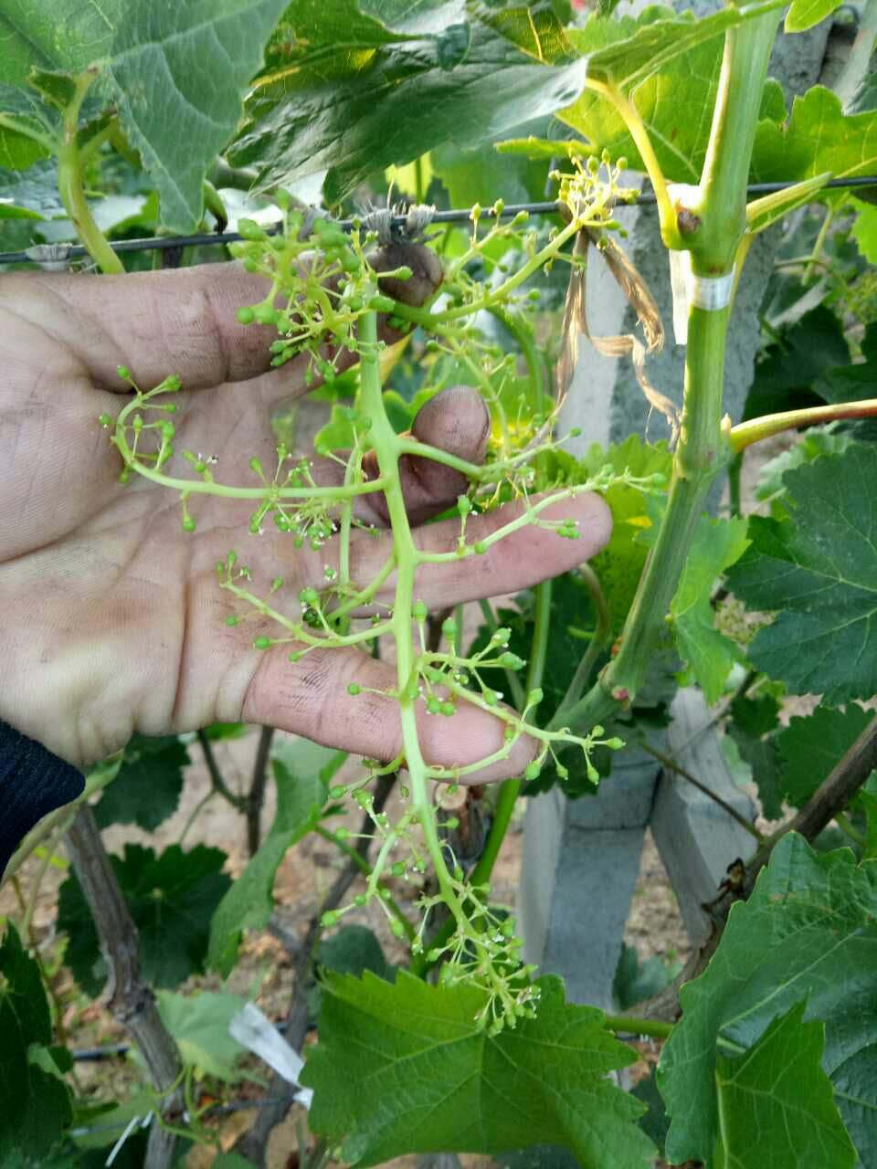 葡萄霜霉病的发生和防治,葡萄霜霉病严重发生怎么治疗