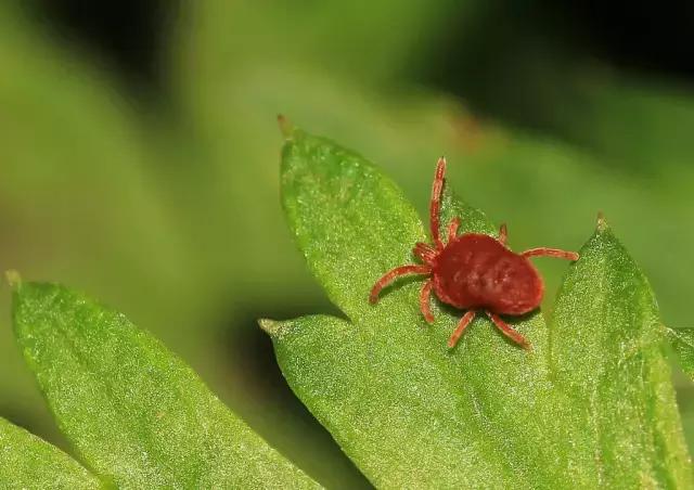 可以用驱蚊剂喷花吗,灭蚊喷雾剂可以喷花草吗