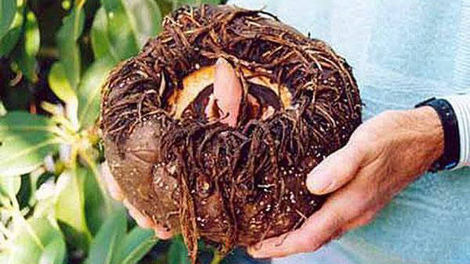 一种有“魔力”的芋头，生吃有毒，却受到三高人群的追捧