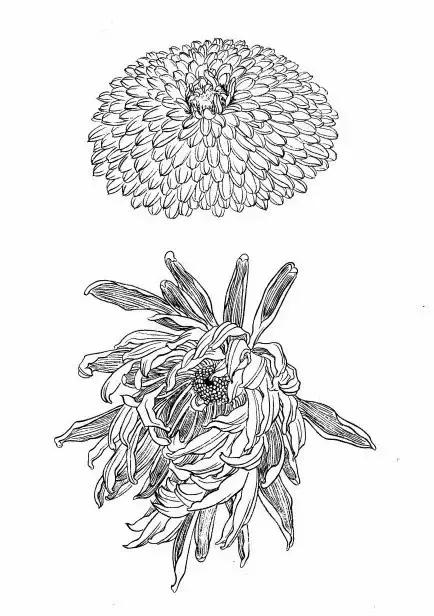 菊花白描工笔画图片大全,国画菊花鸟类白描教学视频