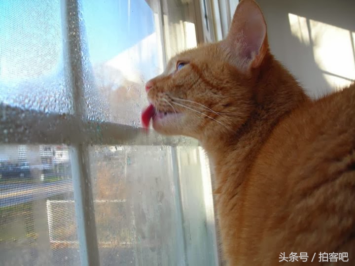 喵星人和谐相处,喵星人为什么会乱撒尿