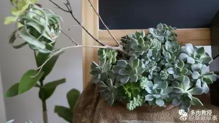 多肉的奇特之处,养的多肉长了蘑菇