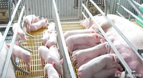 弓形体和附红细胞体用什么治疗,附红体和弓形体怎么治疗