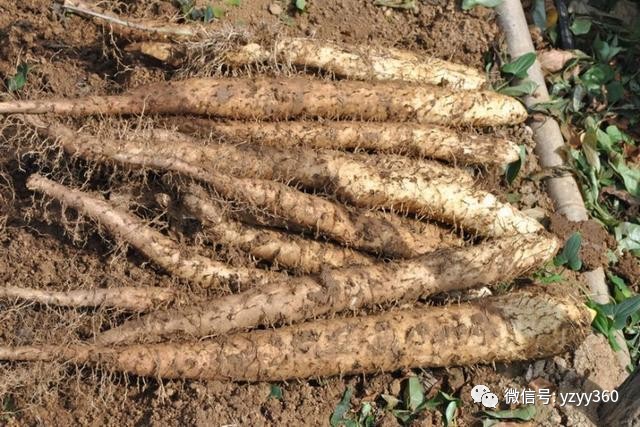 种植粮食一亩能赚多少钱,种植什么农作物一亩地能赚2000