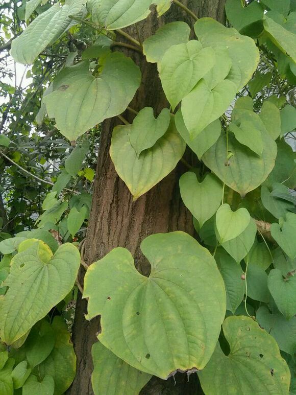 农村山里有什么特产,不起眼的农村土特产是什么