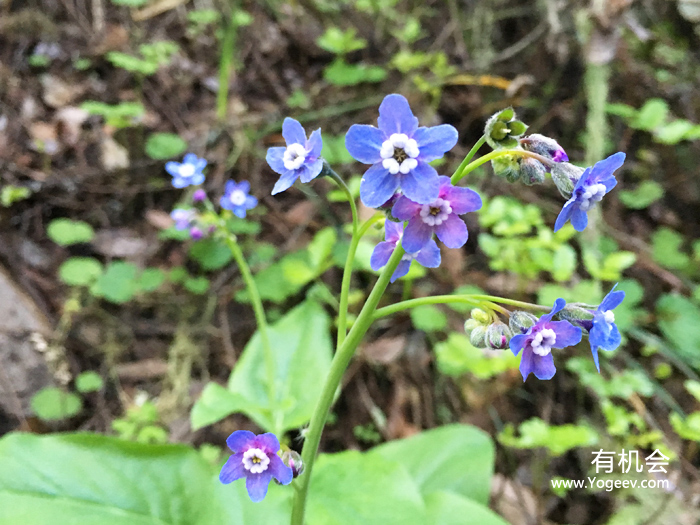 现实中的魔法森林,魔法森林教学课件