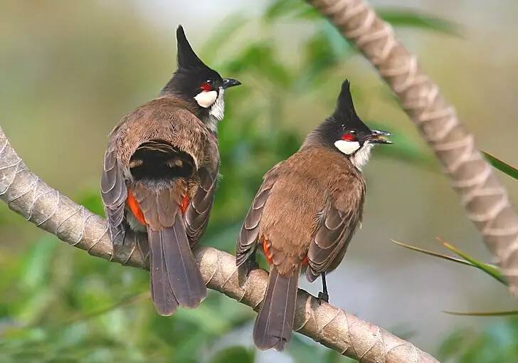 春天应多吃哪些食物更养生,春天多吃什么食物主生发