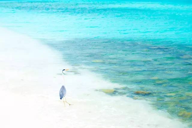 谁说带着娃就不能度蜜月？｜你没见过的马尔代夫游记