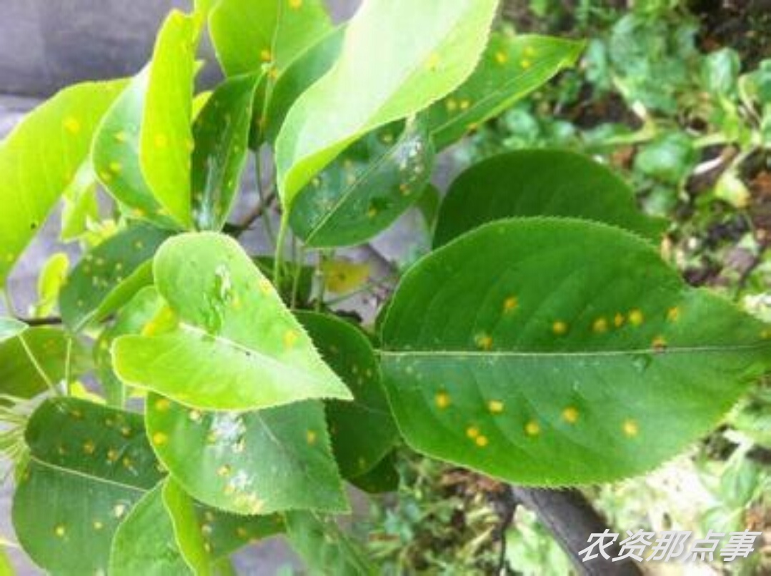 梨树锈病的主要症状及防治措施