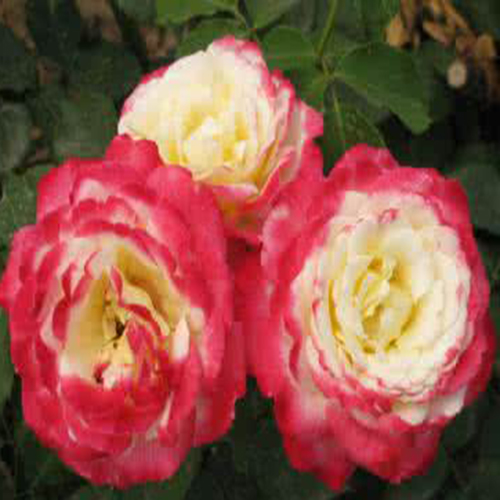 这些花不仅好看还可以做药材？一物多用，第8个还可以治高血压！